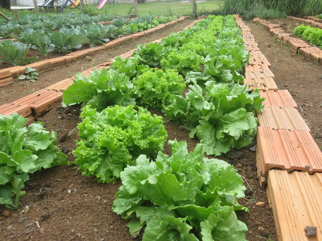 Horta comunitária